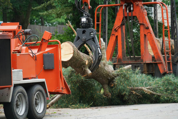 How Our Tree Care Process Works  in  Sheldon, IL